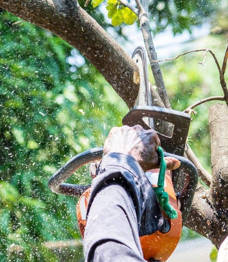 Texas Tree Guy LLC founder and team