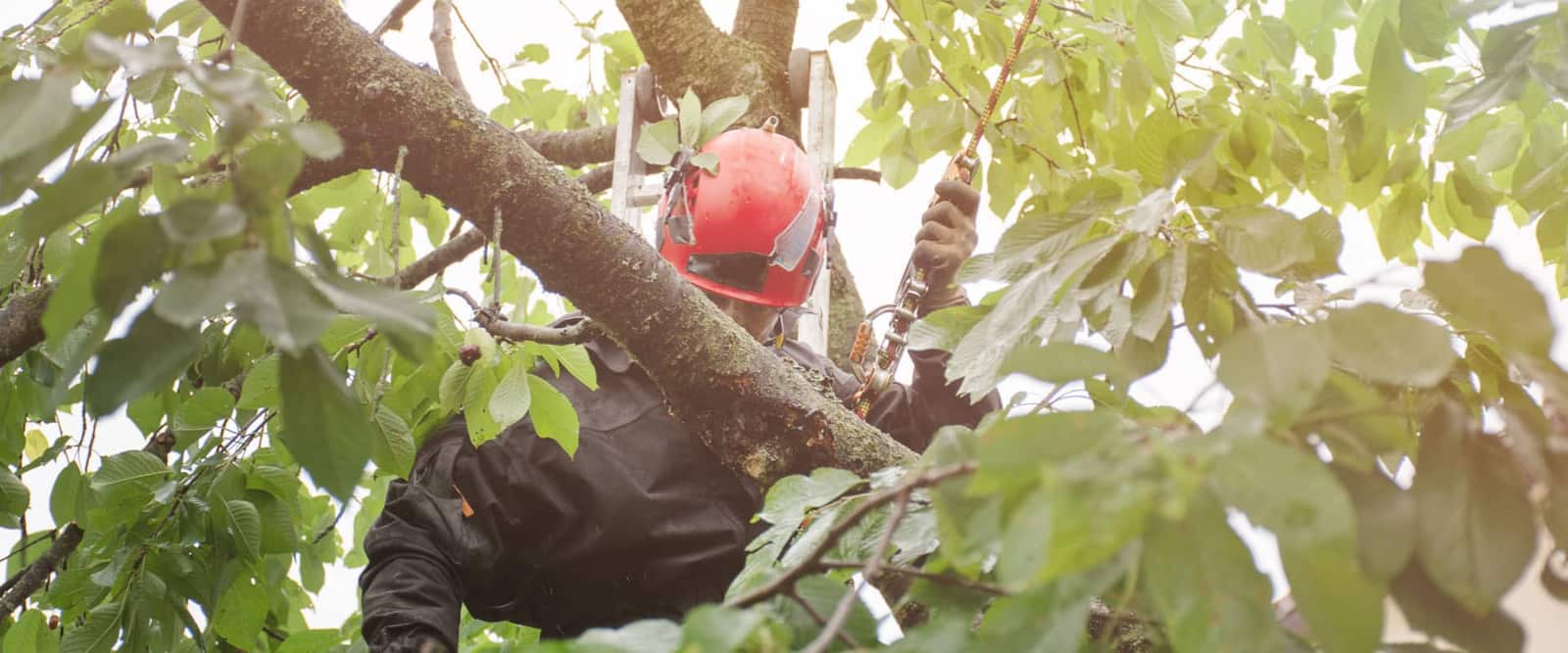 Texas Tree Guy LLC arborist team portrait