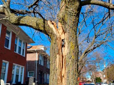 Emergency Tree Removal