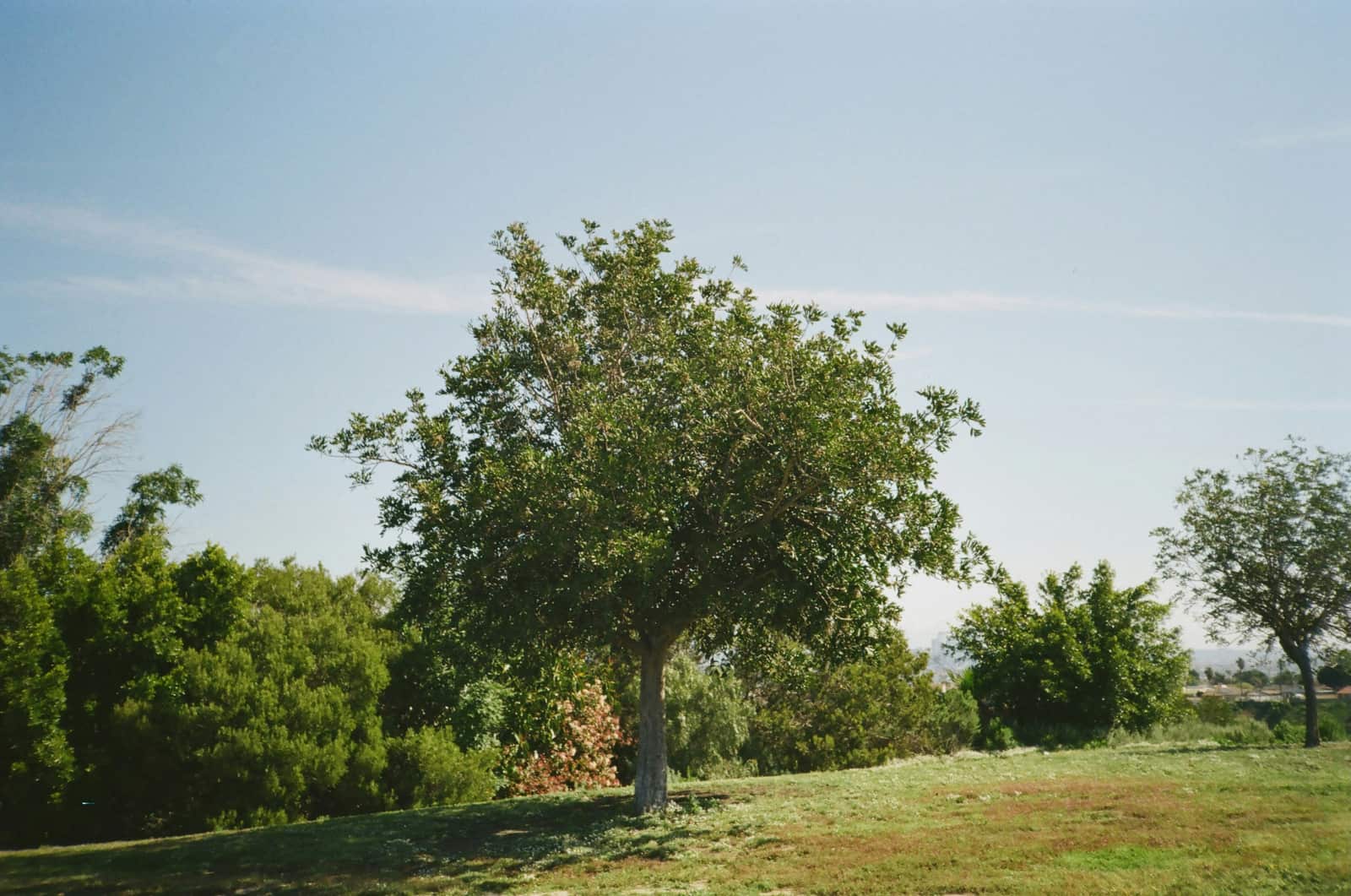 Land Clearing