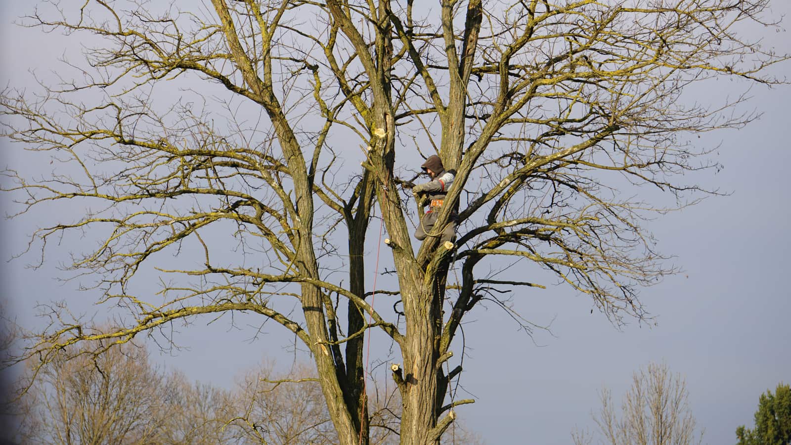 Tree Cabling and Bracing