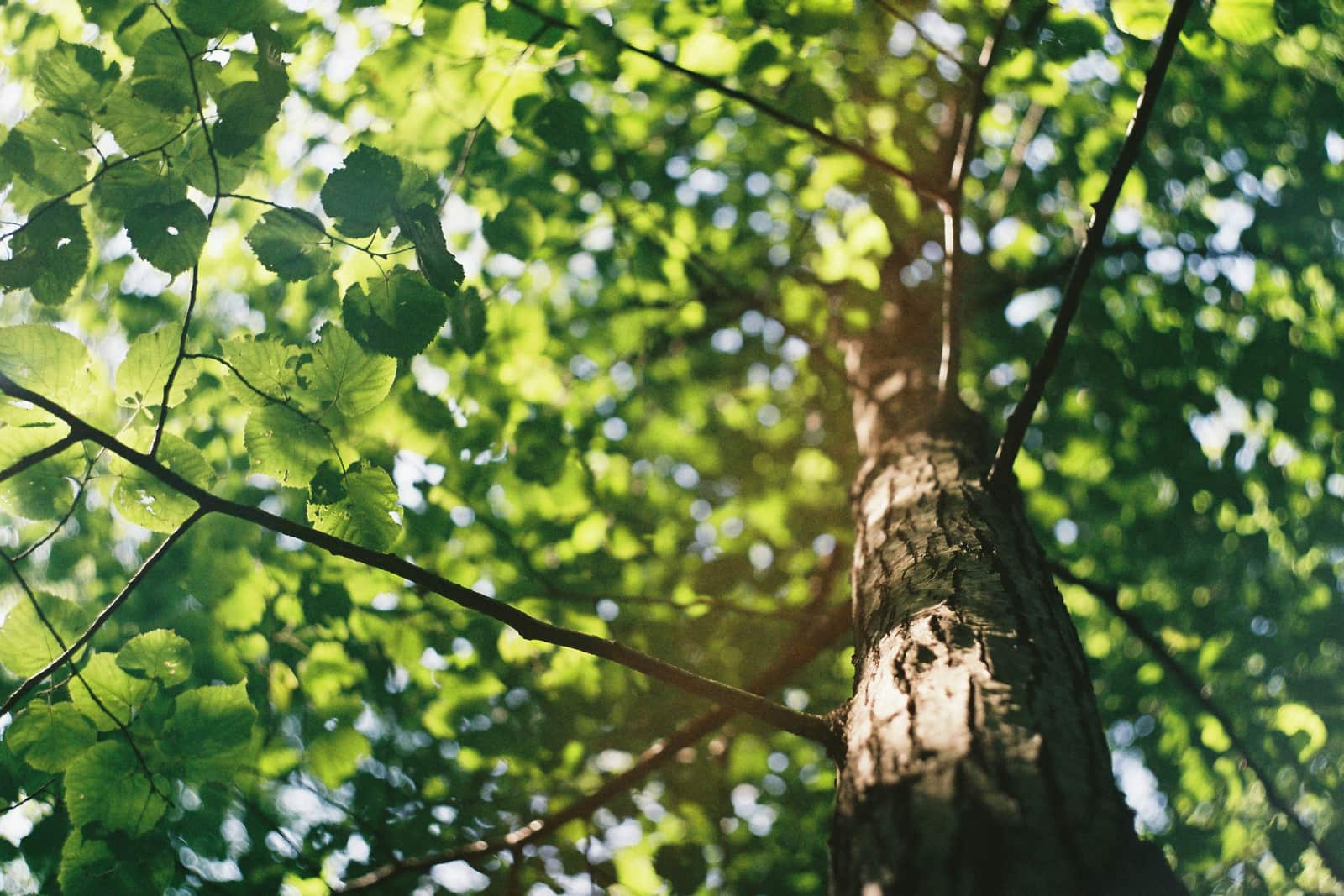 Tree Health Services