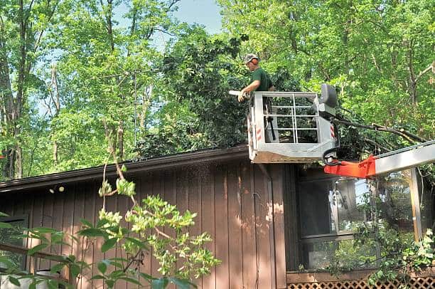 Tree Pruning