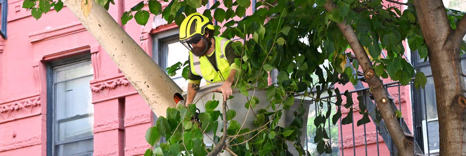 Tree Trimming