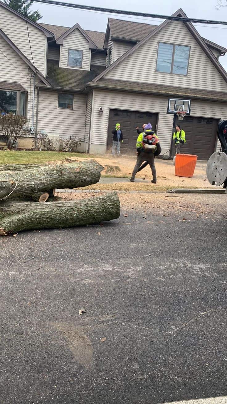 Texas Tree Guy LLC crew